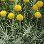 Adam+Robinson+Design+News+Blog+Cotton+Lavender+04