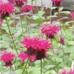 beebalmherbpic