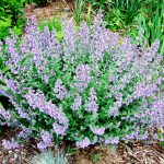 catmint herm